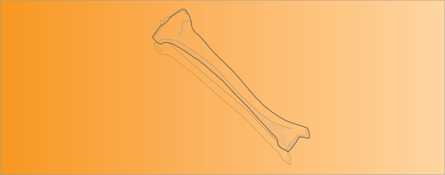 Tibia